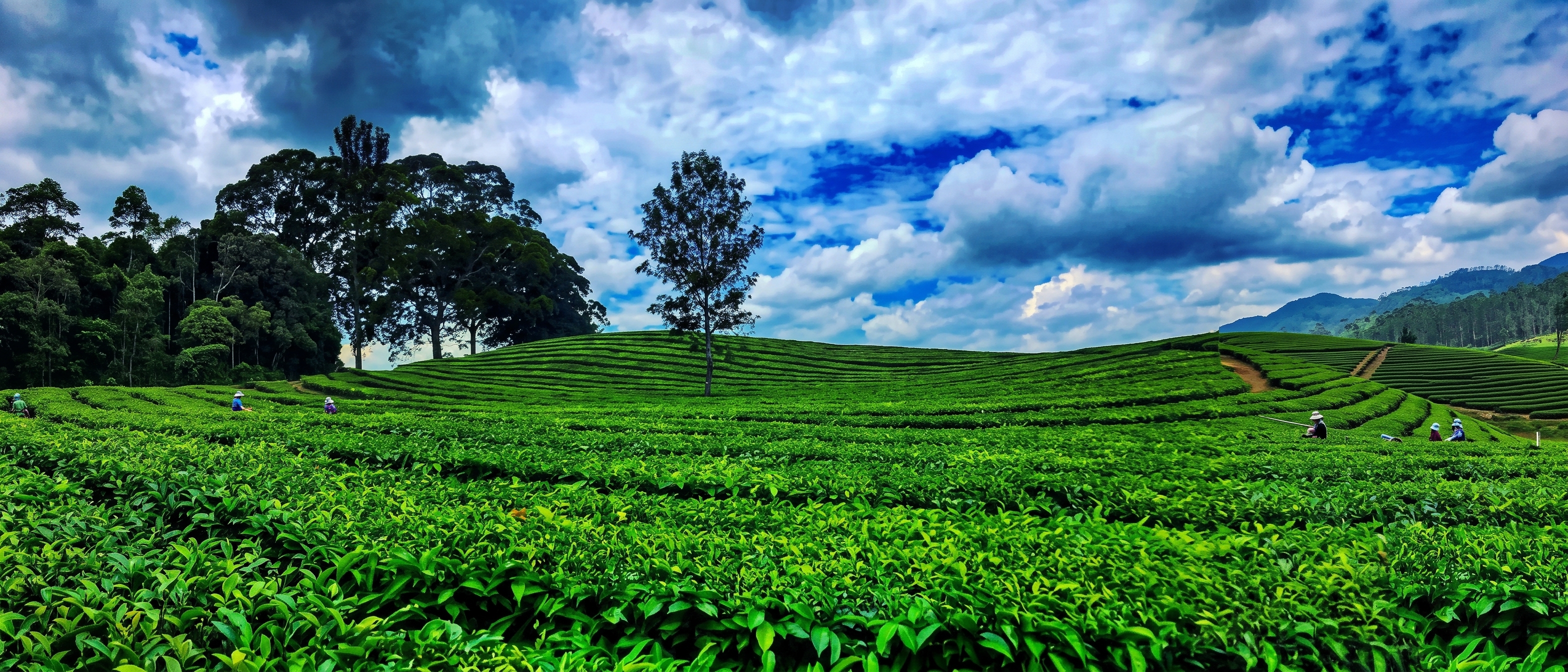 Lumbung Pangan, Agrowisata Teh Sidamanik & Kopi Simalungun